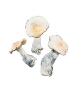 Great Northern White Magic Mushroom