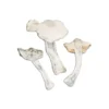 Albino Atlantic Treasure Coast Magic Mushroom