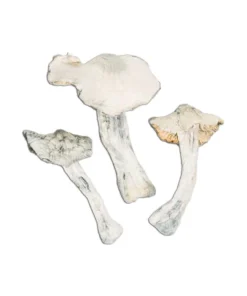 Albino Atlantic Treasure Coast Magic Mushroom