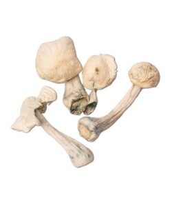 Albino Penis Envy Magic Mushroom
