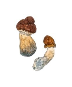 Blue Pulaski Magic Mushroom