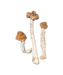 B+ Cubensis Magic Mushroom