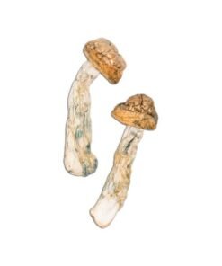 Code Blue Magic Mushroom