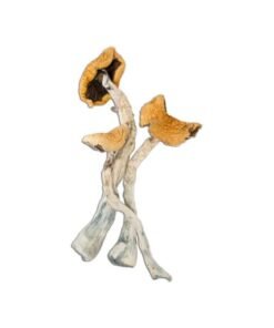 Golden Teacher Magic Mushroom