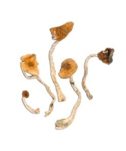Mazatapec Magic Mushroom