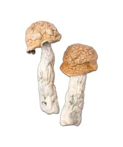 Makilla Gorilla Magic Mushroom