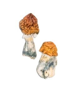 Texas Yellow Cap