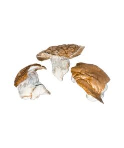 Dino Egg Magic Mushroom
